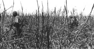 Marines in cane field