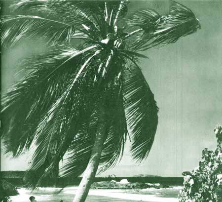 palm tree
