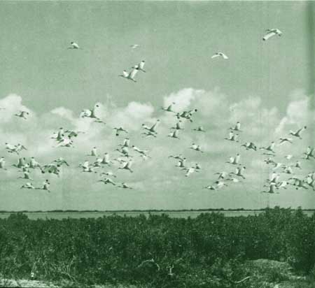 White Ibis