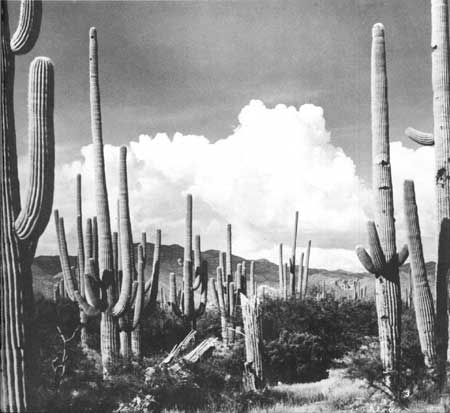 saguaro