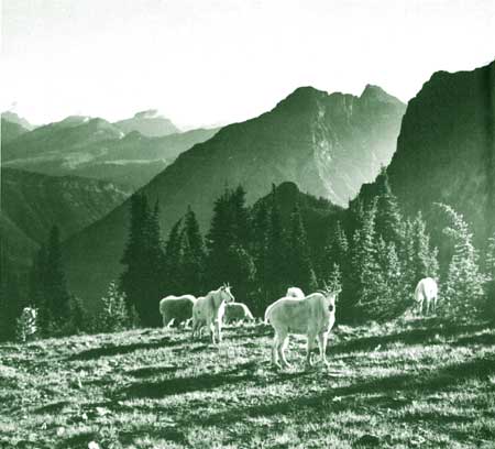 mountain goats