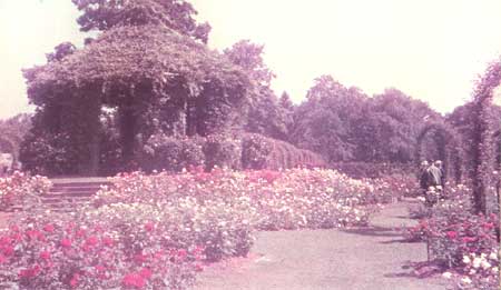 Elizabeth Park Rose Garden