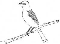 northern shrike