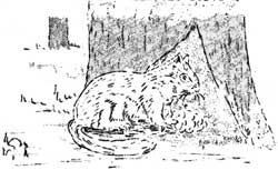squirrel