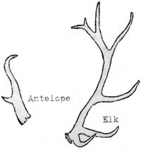 antelope horn, elk antler