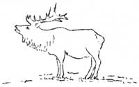 elk