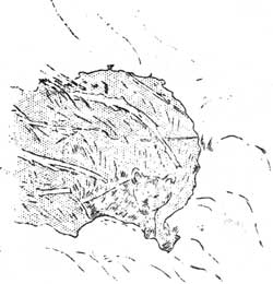bear den