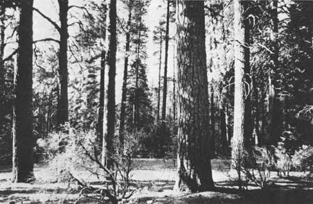 forest