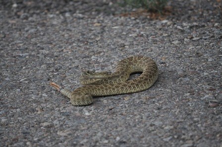 Prairie rattlesnake crossing road