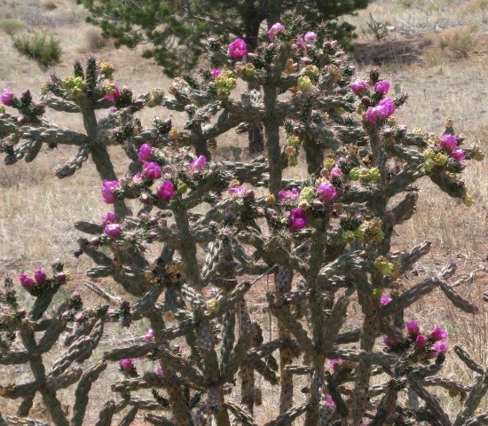 tall green cactus with spines and bright red flowers