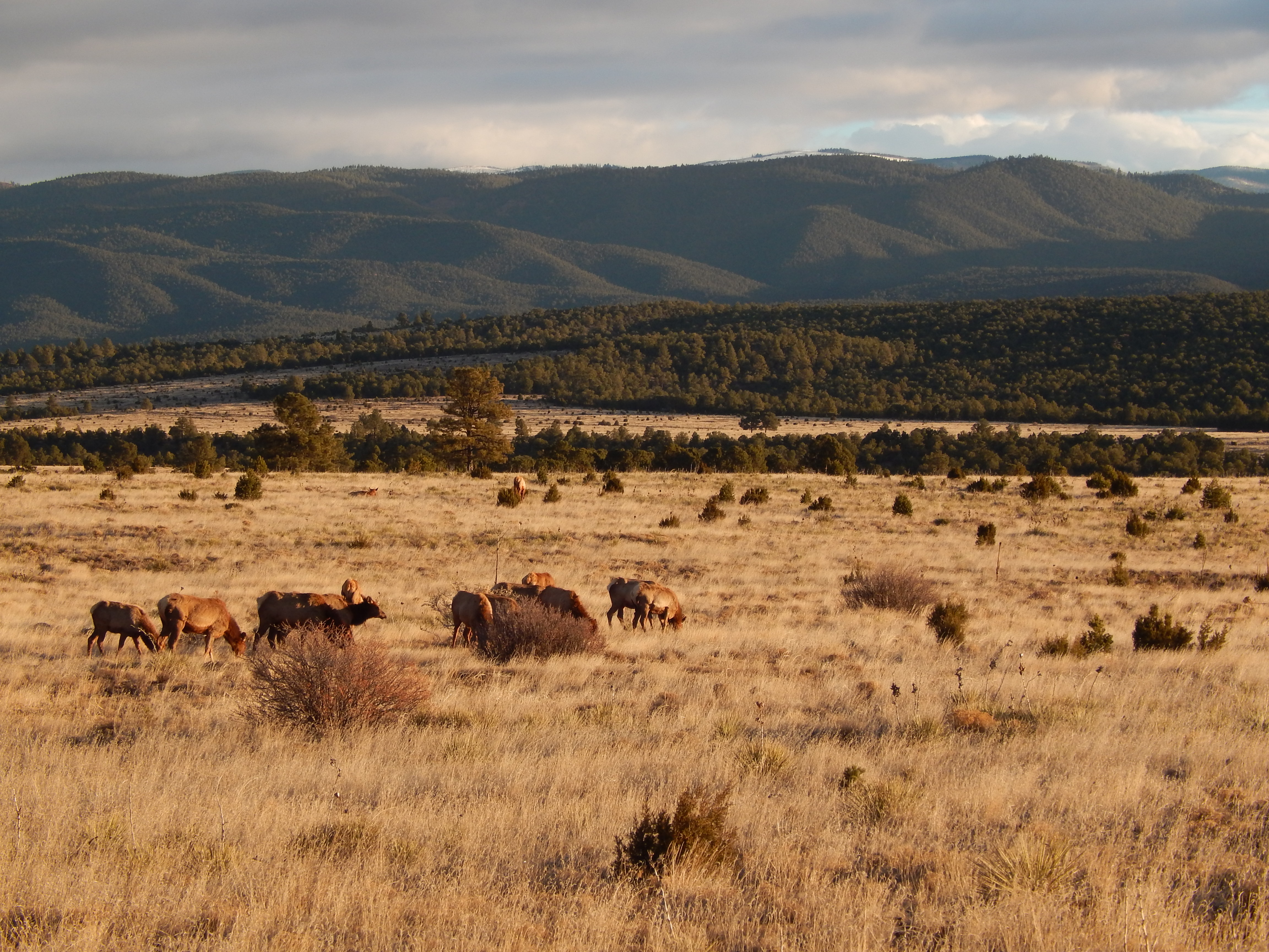 Wildlife - Pecos National Historical Park (U.S. National Park Service)