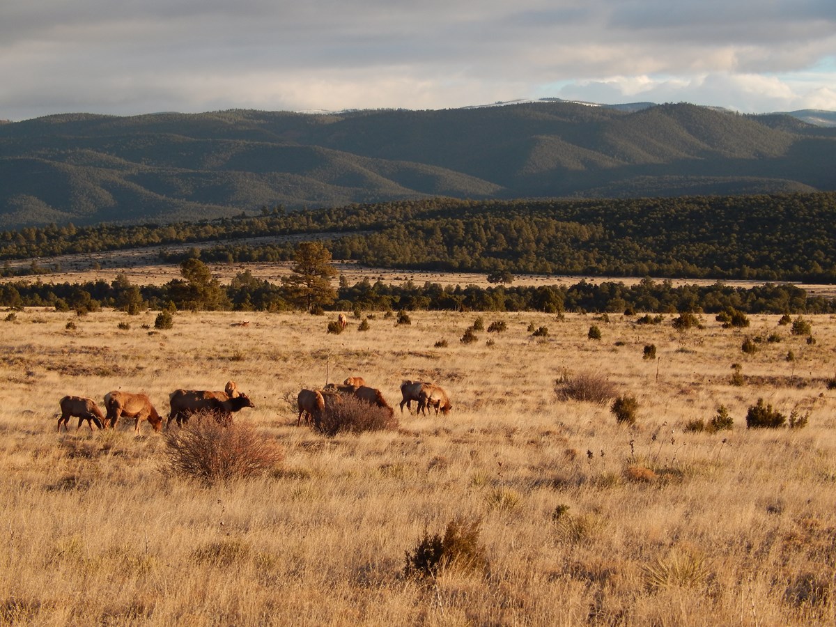Animals standing in a field with mountains in the background.