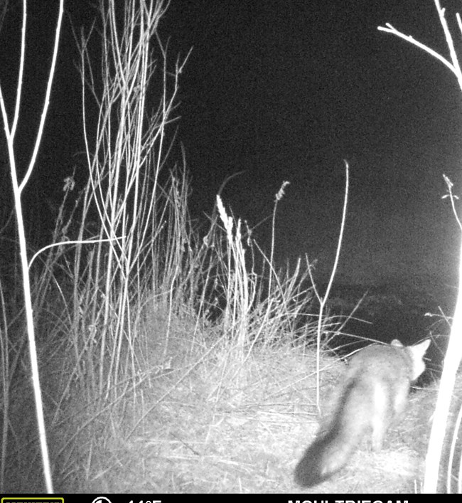Fox with bushy tail walking away at night