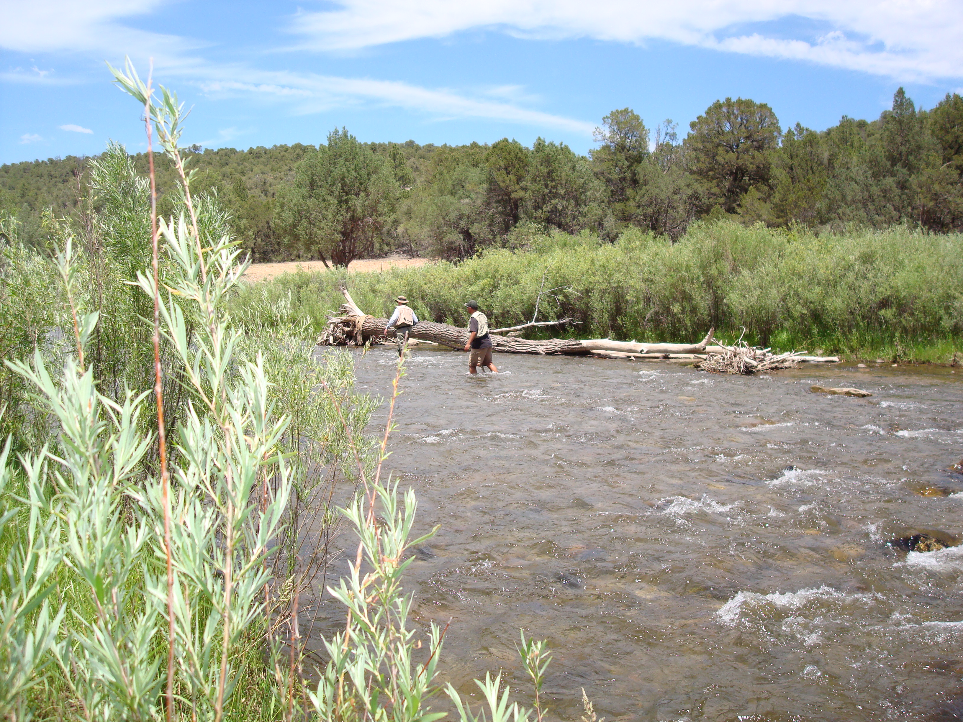 A man wading in a river fishing with trees in the background.