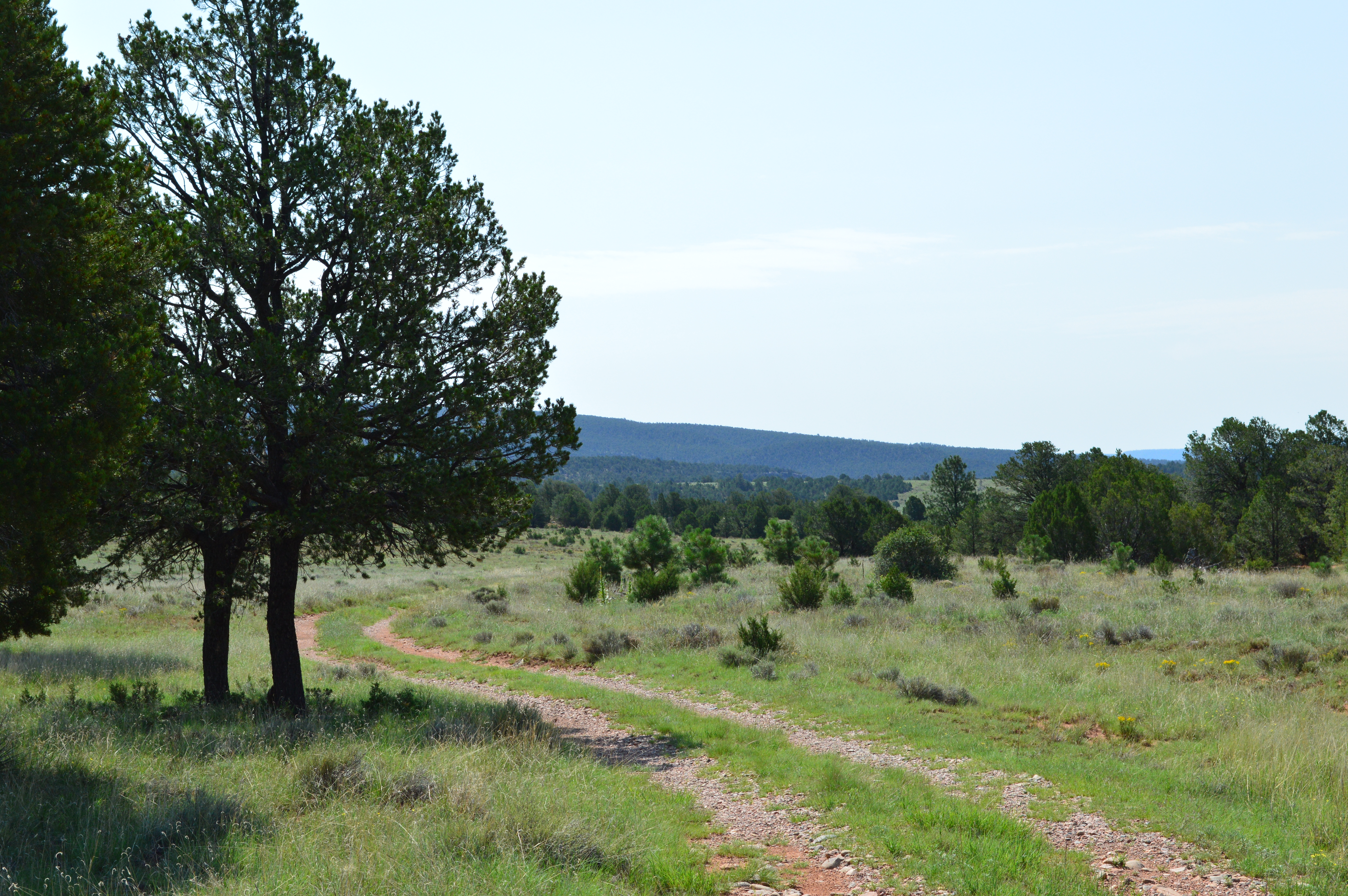 A two-track trail winding by a tree with a view of a mountain in the background.