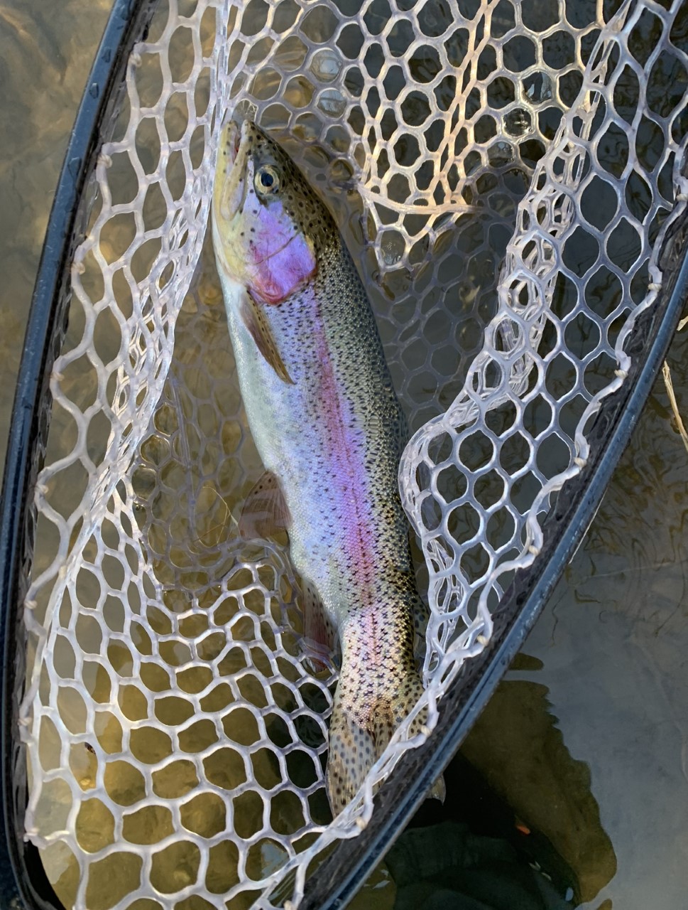Rainbow trout in net A Rainbow Trout in a net