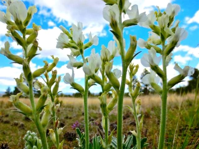 Flowers in foreground, landscape in distance Flowers in foreground, landscape in distance