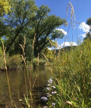 A river winds through grass-covered banks with large cottonwoods shading the water.
