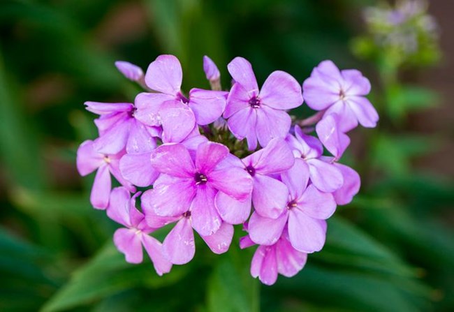 Purple flower up close