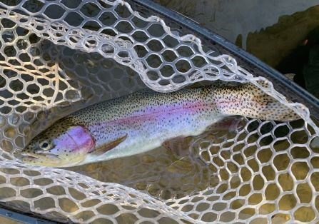 Rainbow trout in a net