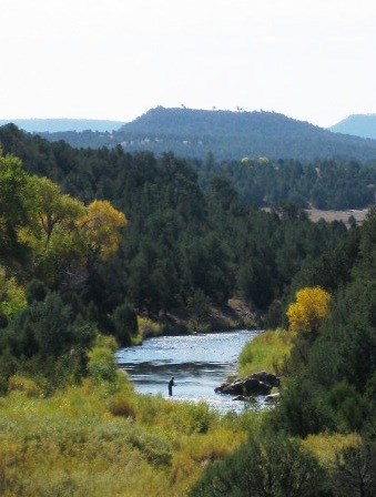 fisherman in river with large green trees on the banks