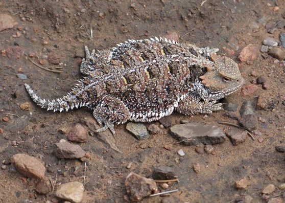A lizard on a rocky and sandy surface.