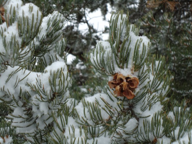 Snow covered piñon pine branch