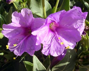 Mirabilis multiflora 4 o'clock Mirabilis multiflora 4 o'clock