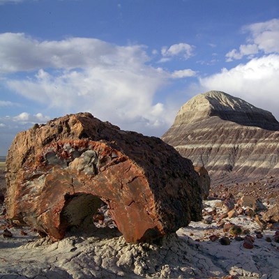 Petrified log in front of a banded badland at Jasper Forest