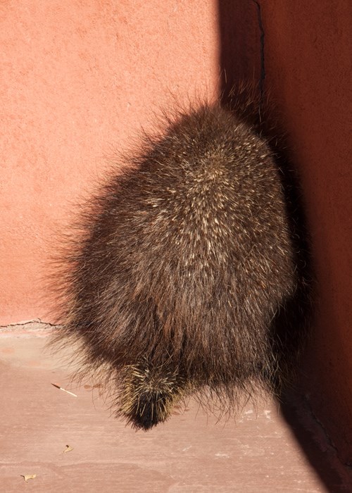 Porcupine at the Painted Desert Inn