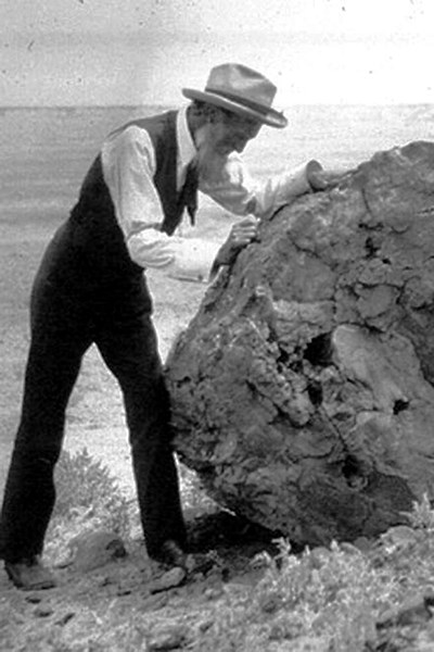 Bearded man (John Muir) looks at a petrified log in old photo