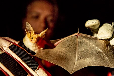 Pallid bat during Bioblitz