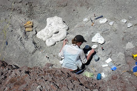 Revueltosaurus Quarry jackets