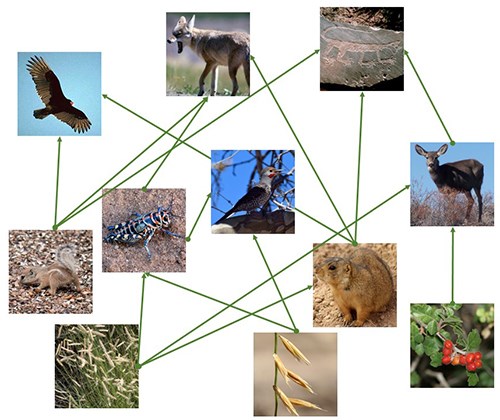 Desert Decomposers In Food Chain Biology Diagrams