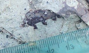 fossil embedded in rock