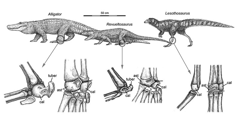 diagram drawing comparing ankle bone arrangements
