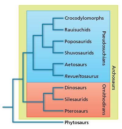 cladogram relating archosaurs