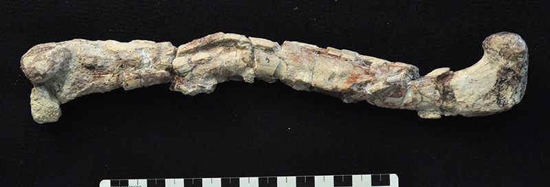 fossil leg bone pieced back together