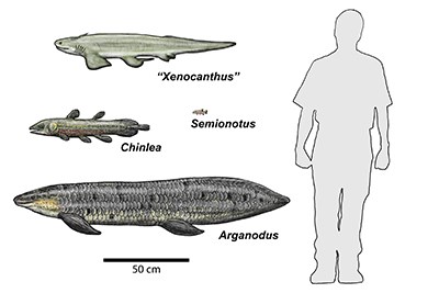 drawing of 4 different aquatic species