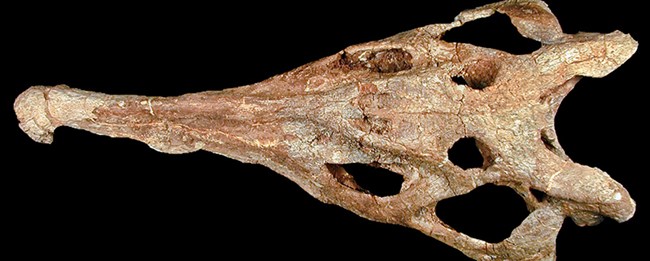long snouted animal skull
