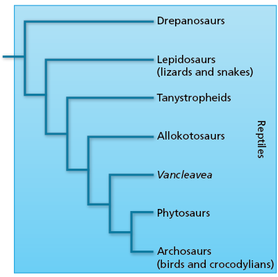 cladogram relating Triassic reptiles