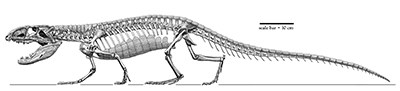 drawing of skeleton