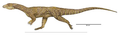drawing of long thin archosaur