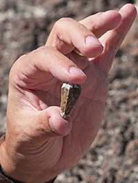 hand holding a pointed tooth