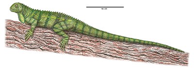 illustration of long lizard-like animal on branch