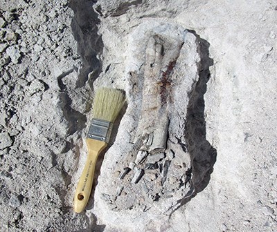 fossil and brush at dig site