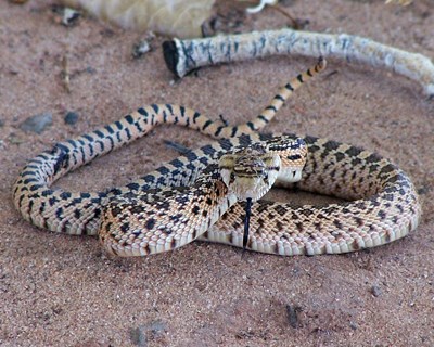 Bullsnake