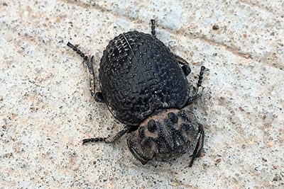 Omorgus beetle