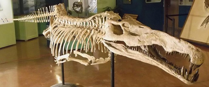 smilosuchus skeleton cast