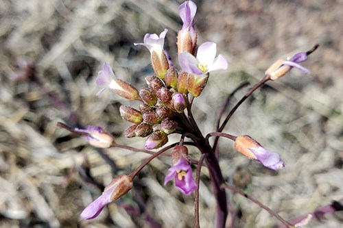 Fendler's Rockcress (Boechera fendleri) is a native mustard